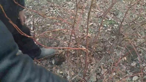 Обрезка голубики 2. Урок от Александра Васильевича