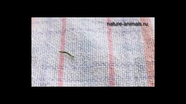 Корометражка о гусенице смотреть онлайн