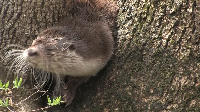 Выдра умывается The Otter washes смотреть онлайн