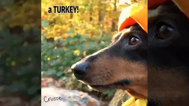 Охотничьи собаки таксы смотреть онлайн
