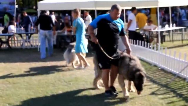 Caucasian Shepherd Kennel "Akbek" смотреть онлайн