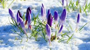 Почувствуйте красоту природы с расслабляющими звуками весенней капели! | Звуки природы