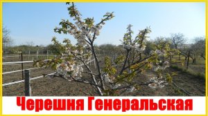 Черешня Генеральская плодоношение между двумя морями