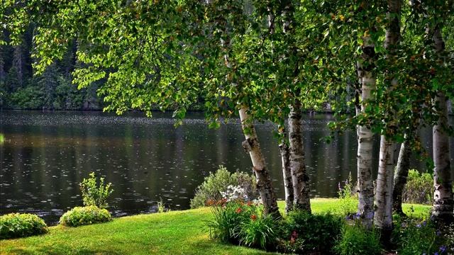 Диктант "В лесу" с подробным анализом. #диктанты #русскийязык #5класс смотреть онлайн