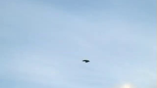 Оборзевшая лиса.Тhe Fox and the people смотреть онлайн