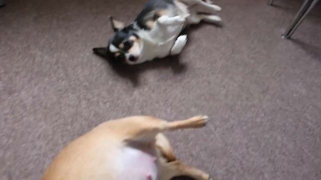 53 день беременности чихуахуа смотреть онлайн