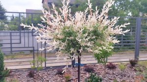 Ива хакуро нишики на штамбе