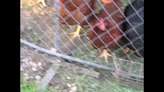 Декоративный физалис/ Терн/ Куры зажирели/ Рожь/ Кабачки/ Свекла смотреть онлайн