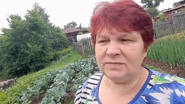 КАПУСТА БРОККОЛИ??? КАК ВЫРАСТИТЬ БОЛЬШИЕ КОЧАНЫ ???ПОДКОРМКА БРОККОЛИ??? смотреть онлайн