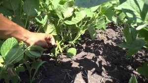 Соя,  нормы высева от 18 до 72 кг./га (междурядье 50 см), сорт ОАК Пруденс (06.07.2018)