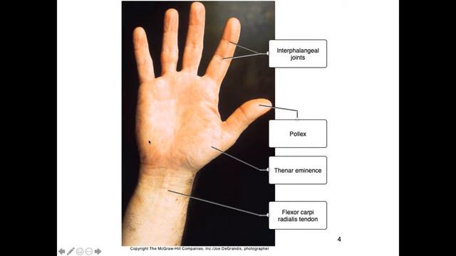 Keiser Live Week 1 Anatomical Reference Terminology, Planes, Cavities, Quadrants, Regions, The Cell смотреть онлайн