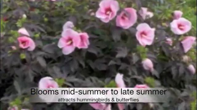 Hibiscus Summerific- Rose Mallow смотреть онлайн