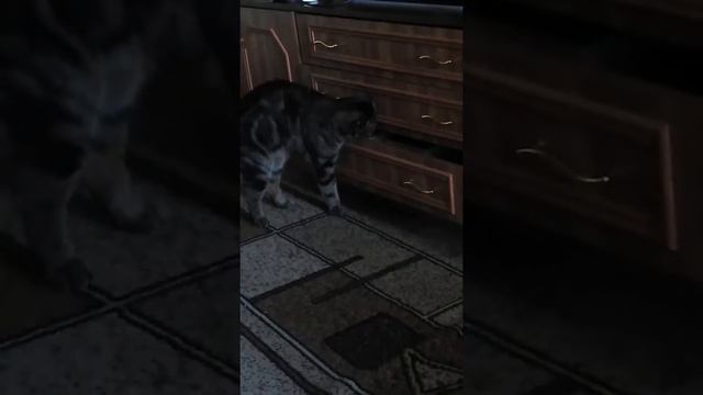 Куда же я положил свой корм?😂 смотреть онлайн