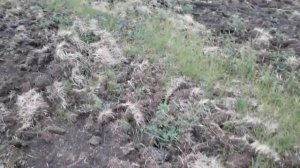 Как разработать целину? БДТ против дёрна!