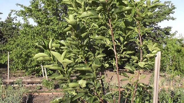 Выращивание хурмы. Хурма которая вымерзала.