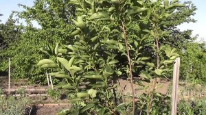 Выращивание хурмы. Хурма которая вымерзала.