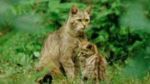 Дикая и редкая кавказская лесная кошка