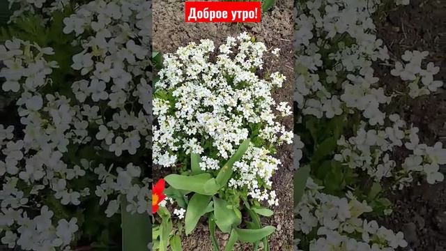 Доброе утро! весна. цветы смотреть онлайн
