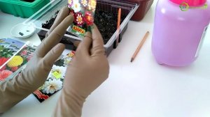 Выращивание однолетних ГЕОРГИНОВ из семян