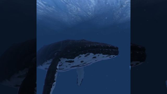 Ocean Rift on the Oculus Quest смотреть онлайн