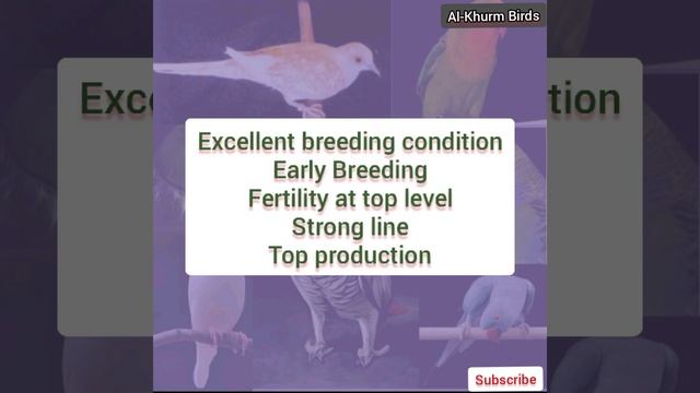 Java se Behtreen Breed ka tareeka (Bache he Bache), in Urdru/Hindi. Java Breeding Tips for Bathing смотреть онлайн