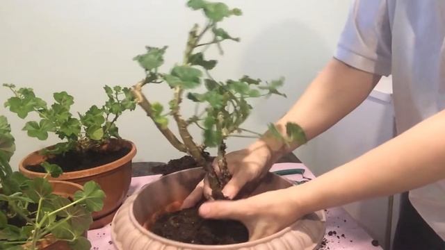 Пеларгонии. Обрезка, пересадка, черенкование смотреть онлайн