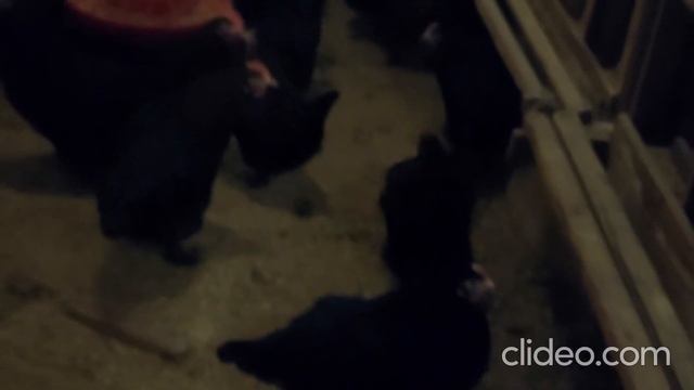 Маран черно медный Генофонд Сергиев Посад декабрь 2020 смотреть онлайн