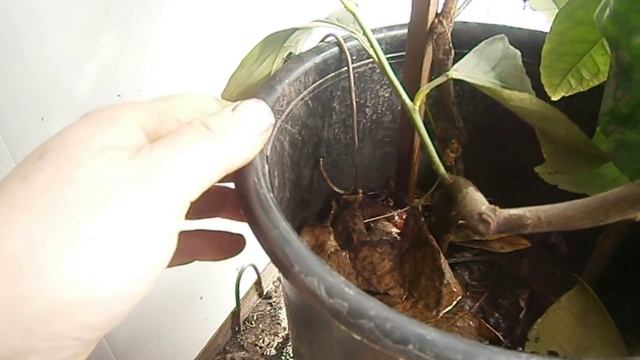 Комнатная цитрусовая экзотика Кумкват на культурном лимоне смотреть онлайн