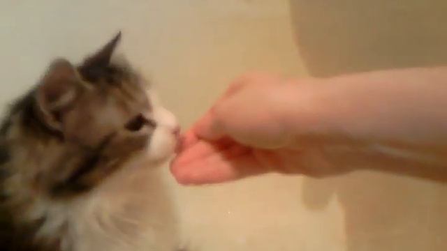 Cat in bath 2 | Arisu Nekone| Кошка в ванной 2 смотреть онлайн