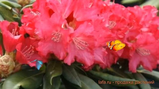 Рододендрон якушиманский Лихтфаер (leuchtfeuer) ? обзор: как сажать, саженцы рододендроны Лихтфаер смотреть онлайн