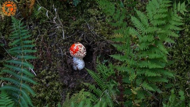 К чему снятся грибы во сне. Видеть во сне грибы - собирать, есть, топтать - СОННИК смотреть онлайн