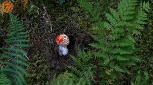 К чему снятся грибы во сне. Видеть во сне грибы - собирать, есть, топтать - СОННИК