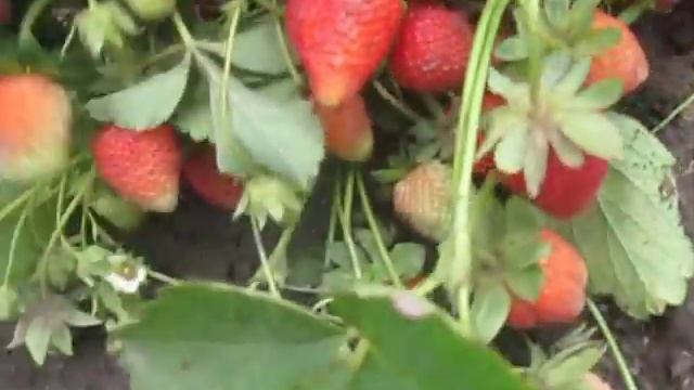 Линоза -сорт ремонтантной клубники - саженцы в Беларуси смотреть онлайн