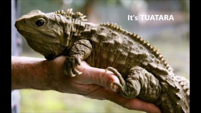 An animal with 3 EYES???
Must WATCH | Tuatara смотреть онлайн