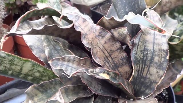 The Plant Traveller:  Snake Plant Returns #sansevieria #coppertone