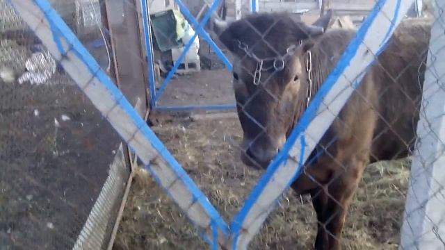 МУСКУСНЫЕ УТКИ/СЕМЬИ УТОК. ВЕС ИНДЮКА В 8 МЕСЯЦЕВ.ОБЗОР ХОЗЯЙСТВА,ПТИЦА,КОРОВА. 19 лютого 2020 р. смотреть онлайн