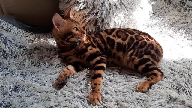 Bengal Cat Dakota Gold