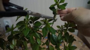 Укоренение азалии летом и моя новая покупка...