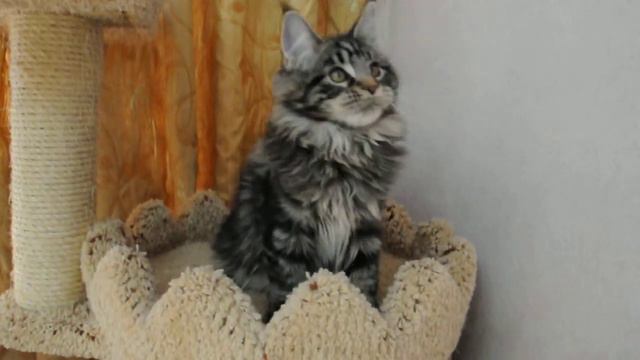 Котенок С-2 - 3,5 месяца смотреть онлайн