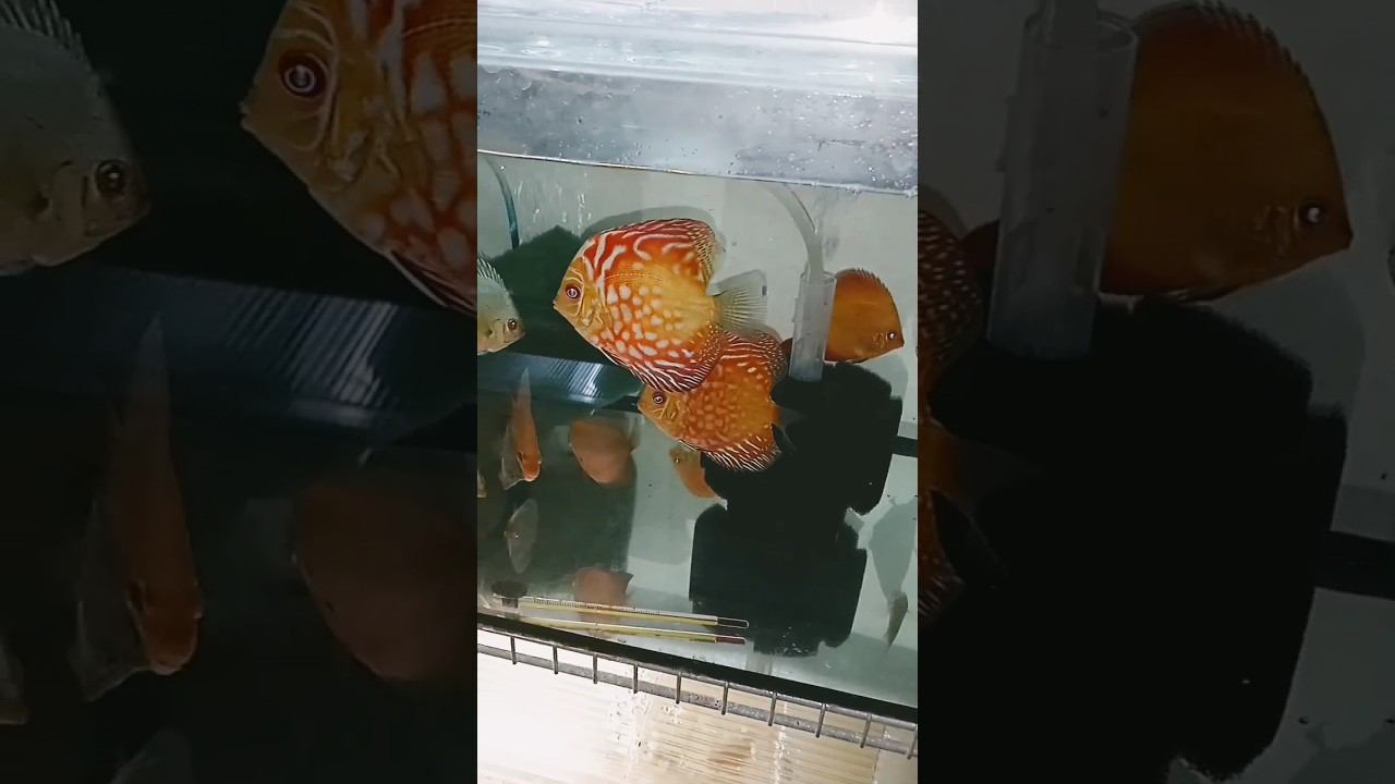 Дискусы в Татарстан, Набережные Челны смотреть онлайн