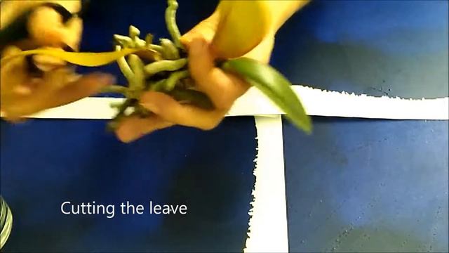 Phalaenopsis orchid is sick after vacation(2018) смотреть онлайн