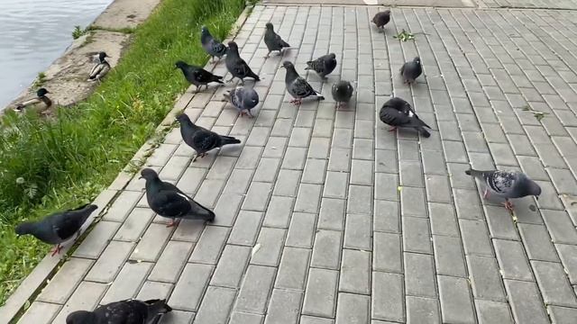 Северное Бутово/ В гостях у сестры/ МОМЕНТЫ из жизни. смотреть онлайн