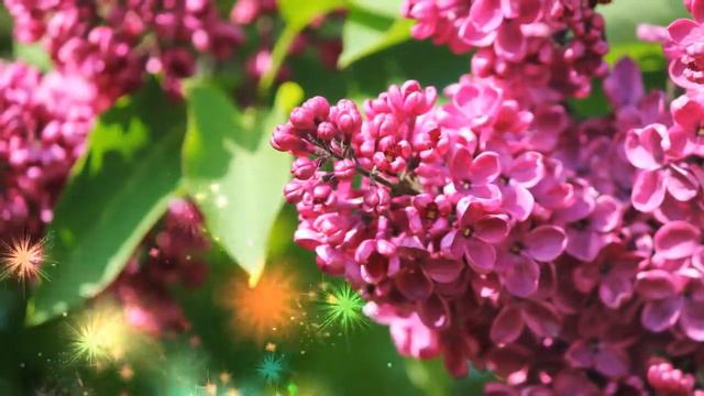 Великолепная мелодия для души. смотреть онлайн