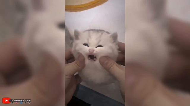 BEST MEMES EDITS TIKTOK MEMES FUNNY MOMMENT (1) смотреть онлайн