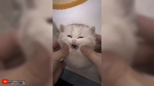 BEST MEMES EDITS TIKTOK MEMES FUNNY MOMMENT (1)