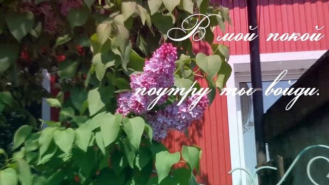 Подари мне ветку сирени СТИХИ смотреть онлайн