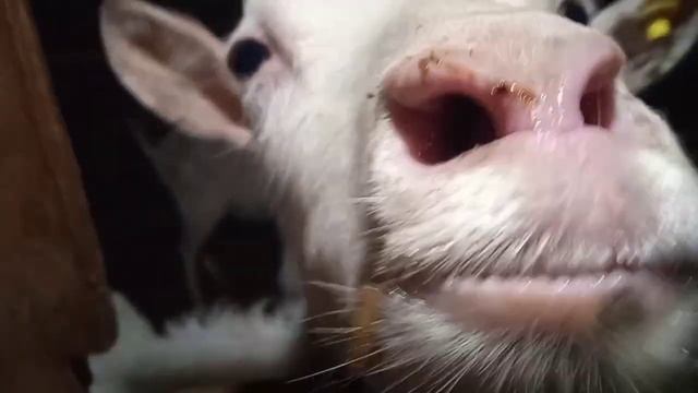 Двор почти готов, гуси начали нестись, козочки ждут переезда смотреть онлайн