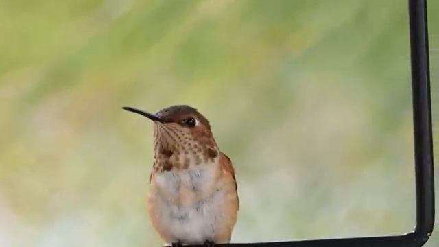Bird Sounds for Relaxation - The Song of The Nightingale Calms the Nervous System, Deep Relaxed смотреть онлайн