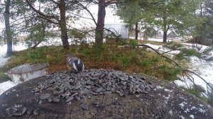 Птицы в кормушке. Часть 2