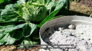 Торф как удобрение для картофеля и помидор